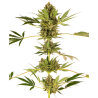 Semillas Himalayan CBD CBDs de Sensi Seed