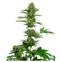 Semillas Satin Black Domina CBD CBDs de Sensi Seed