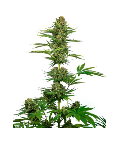 Semillas Satin Black Domina CBD CBDs de Sensi Seed