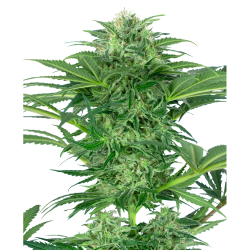 Semillas Skunk Dream CBD CBDs de Sensi Seed