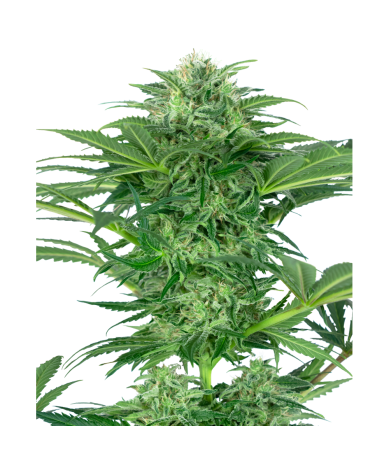 Semillas Skunk Dream CBD CBDs de Sensi Seed