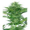Semillas Skunk Dream CBD CBDs de Sensi Seed