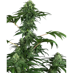 Semillas 420 Punch feminizadas de Sensi Seed
