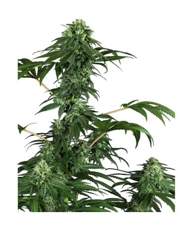 Semillas 420 Punch feminizadas de Sensi Seed
