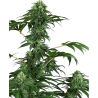 Semillas 420 Punch feminizadas de Sensi Seed