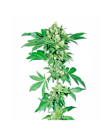 Semillas Afghani Nº1 feminizadas de Sensi Seed