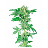Semillas Afghani Nº1 feminizadas de Sensi Seed