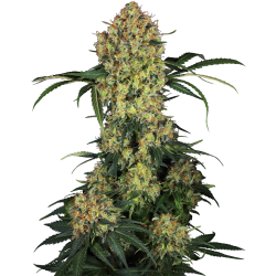 Semillas Aloha OG feminizadas de Sensi Seed