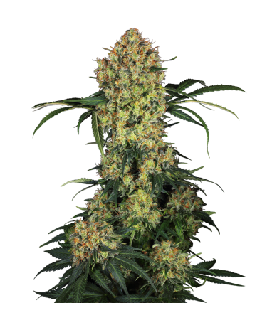Semillas Aloha OG feminizadas de Sensi Seed