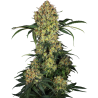 Semillas Aloha OG feminizadas de Sensi Seed