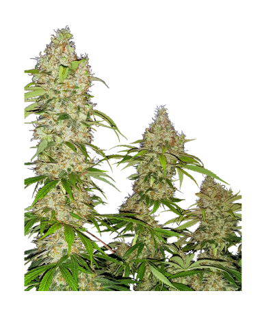 Semillas Banana Kush Cake feminizadas de Sensi Seed
