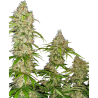 Semillas Banana Kush Cake feminizadas de Sensi Seed