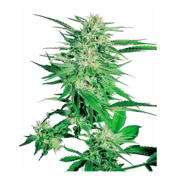 Semillas Big Bud feminizadas de Sensi Seed