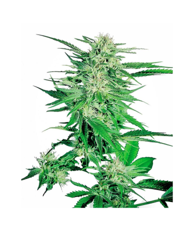 Semillas Big Bud feminizadas de Sensi Seed