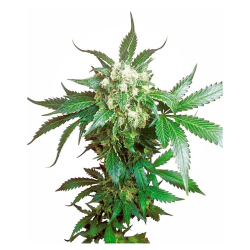Semillas Black Domina feminizadas de Sensi Seed
