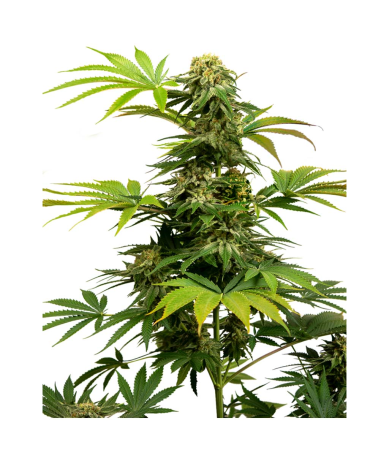 Semillas Black Harlequin feminizadas de Sensi Seed