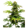 Semillas Black Harlequin feminizadas de Sensi Seed