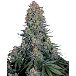 Semillas Blue Skunk feminizadas de Sensi Seed