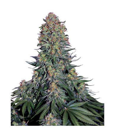 Semillas Blue Skunk feminizadas de Sensi Seed