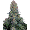 Semillas Blue Skunk feminizadas de Sensi Seed