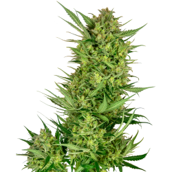 Semillas Buttercream Gelato feminizadas de Sensi Seed