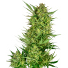 Semillas Buttercream Gelato feminizadas de Sensi Seed