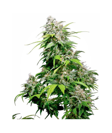 Semillas California Indica Fem. feminizadas de Sensi Seed