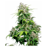 Semillas California Indica Fem. feminizadas de Sensi Seed