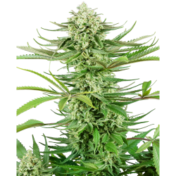 Semillas Cashew Kush feminizadas de Sensi Seed