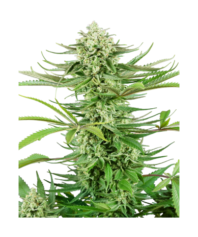 Semillas Cashew Kush feminizadas de Sensi Seed