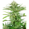 Semillas Cashew Kush feminizadas de Sensi Seed