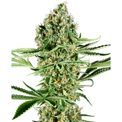 Semillas Critical Runtz feminizadas de Sensi Seed
