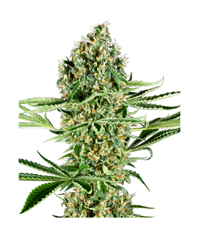 Semillas Critical Runtz feminizadas de Sensi Seed