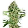 Semillas Critical Runtz feminizadas de Sensi Seed
