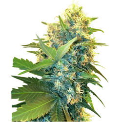 Semillas Double Kush Cake feminizadas de Sensi Seed