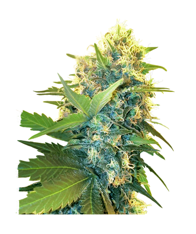 Semillas Double Kush Cake feminizadas de Sensi Seed