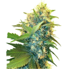 Semillas Double Kush Cake feminizadas de Sensi Seed