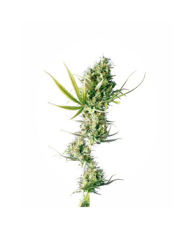 Semillas Durban feminizadas de Sensi Seed