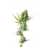 Semillas Durban feminizadas de Sensi Seed