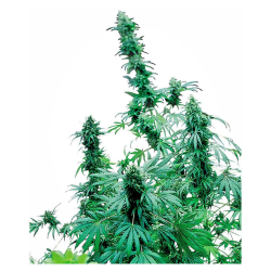 Semillas Early Skunk feminizadas de Sensi Seed