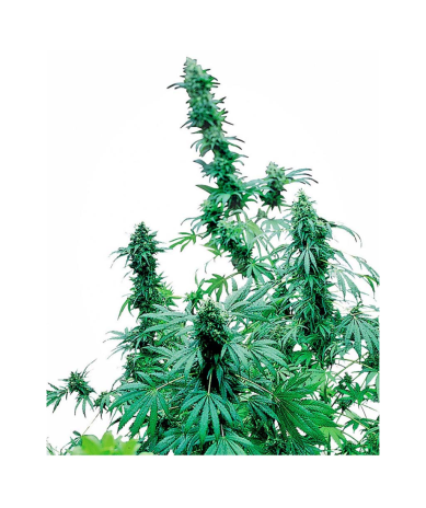 Semillas Early Skunk feminizadas de Sensi Seed