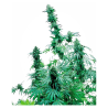 Semillas Early Skunk feminizadas de Sensi Seed