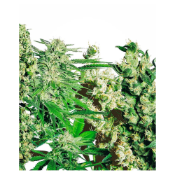 Semillas Feminised Mix feminizadas de Sensi Seed