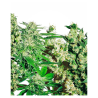 Semillas Feminised Mix feminizadas de Sensi Seed
