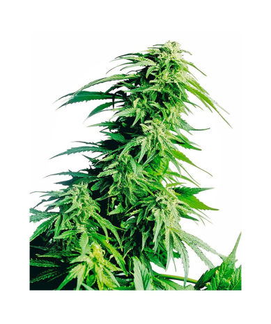 Semillas Hindu Kush feminizadas de Sensi Seed