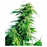 Semillas Hindu Kush feminizadas de Sensi Seed