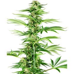 Semillas Honey Melon Haze feminizadas de Sensi Seed