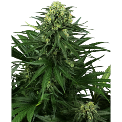 Semillas Honey Melon Kush feminizadas de Sensi Seed