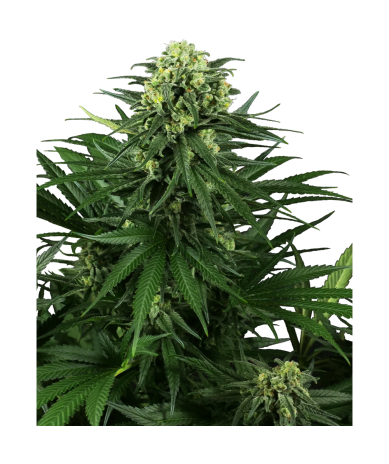 Semillas Honey Melon Kush feminizadas de Sensi Seed