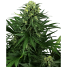 Semillas Honey Melon Kush feminizadas de Sensi Seed